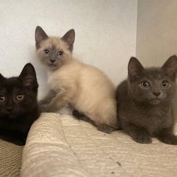 Sam -  Domestic Short Hair Cat for Adoption in Dayton, Ohio - Sam | PetCurious