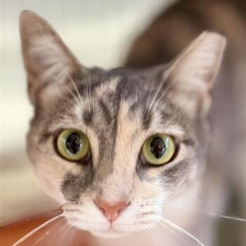 Slimbo -  Domestic Short Hair Cat for Adoption in New York, New York - Slimbo | PetCurious