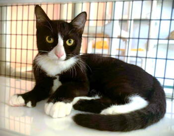 Rescue Domestic Short Hair Cats for Adoption in Seal Beach, California - Kitten Fonzie | PetCurious