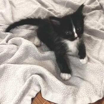 Rescue Domestic Short Hair Cats for Adoption in Austin, Texas - Xoloitzcuintli 25 | PetCurious