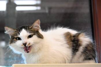 MILLIE -  Domestic Long Hair Cat for Adoption in Colorado Springs, Colorado - MILLIE | PetCurious