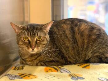 Roseanne -  Domestic Short Hair Cat Available for Adoption in Cumming, Georgia - Roseanne | PetCurious