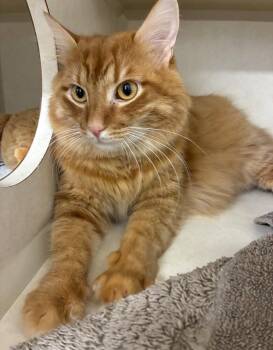Domestic Medium Hair Cats Available for Adoption - Buster - Available 2/14 | PetCurious