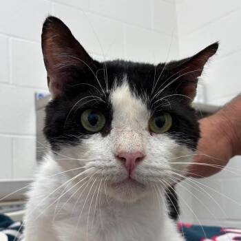 Butch -  Domestic Short Hair Cat for Adoption in Corpus Christi, Texas - Butch | PetCurious