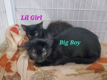 Lil Girl kit 3 -  Domestic Medium Hair Cat for Adoption in Diamond Springs, California - Lil Girl Kit 3 | PetCurious
