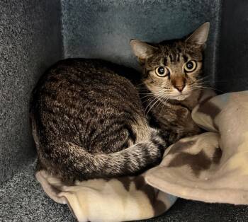 Sloane -  Domestic Short Hair Cat for Adoption in Nashville, Tennessee - Sloane | PetCurious