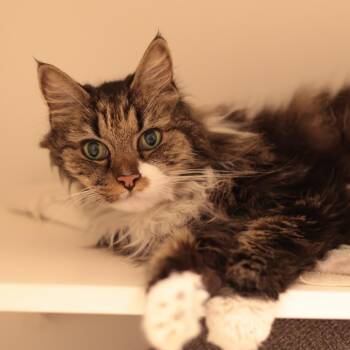 Winston -  Domestic Long Hair Cat for Adoption in Philadelphia, Pennsylvania - Winston | PetCurious