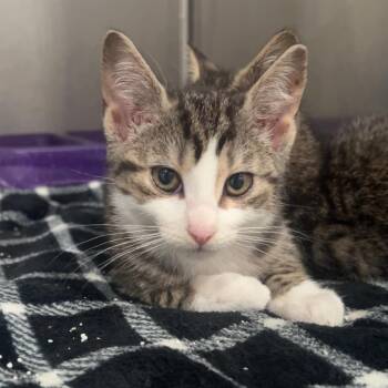 thunder head -  Domestic Short Hair Cat for Adoption in Fairmont, West Virginia - Thunder Head | PetCurious