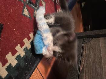 Domestic Short Hair Cats Available for Adoption in Kimberlin Heights, Tennessee - Sillystring | PetCurious