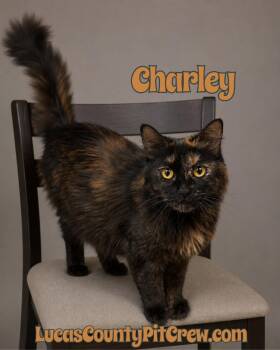 Tortoiseshell Cats Available for Adoption in Toledo, Ohio - Charley | PetCurious