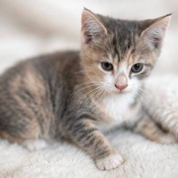 Rory (and Luke) -  Domestic Short Hair Cat for Adoption in Andersonville, Tennessee - Rory (and Luke) | PetCurious