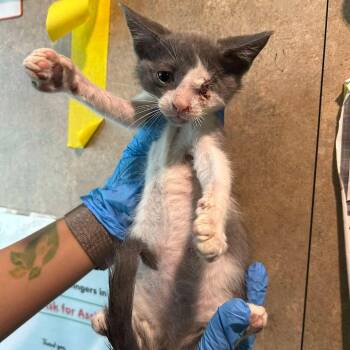 Wakko -  Domestic Short Hair Cat for Adoption in Tampa, Florida - Wakko | PetCurious