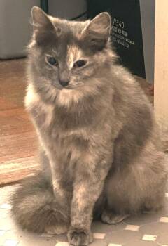 Lovey -  Domestic Long Hair Cat Available for Adoption in Boston, Massachusetts - Lovey | PetCurious