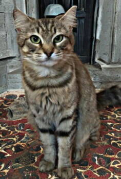 Rescue Tabby and Domestic Medium Hair Cats for Adoption in Palo Alto, California - Blossom | PetCurious