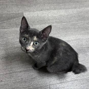 Domestic Short Hair Cats Available for Adoption in Estacada, Oregon - Kaida | PetCurious