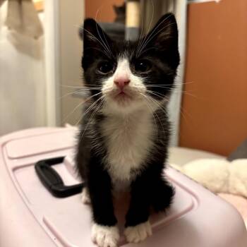 Yurman -  Domestic Short Hair Cat for Adoption in Chattanooga, Tennessee - Yurman | PetCurious