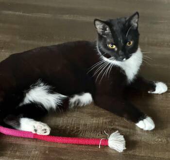Astoria -  Domestic Short Hair Cat for Adoption in Asheville, North Carolina - Astoria | PetCurious