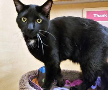 Domestic Short Hair Cats Available for Adoption - Obi-Wan Cat-nobi | PetCurious