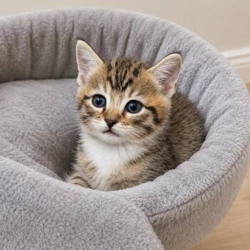 Big Boy Bob -  Domestic Short Hair Cat Available for Adoption in Tustin, California - Big Boy Bob | PetCurious