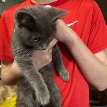 Jay Jay -  Domestic Short Hair Cat for Adoption in Lancaster, Ohio - Jay Jay | PetCurious