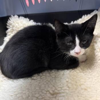 Lancelot -  Domestic Short Hair and Mixed Breed Cat for Adoption in Ashtabula, Ohio - Lancelot | PetCurious