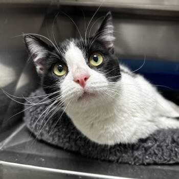 Domestic Short Hair Cats Available for Adoption - Abe | PetCurious