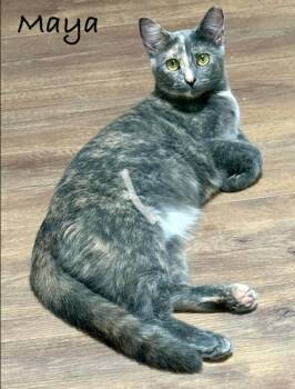 Maya -  Domestic Short Hair Cat for Adoption in Fort Worth, Texas - Maya | PetCurious