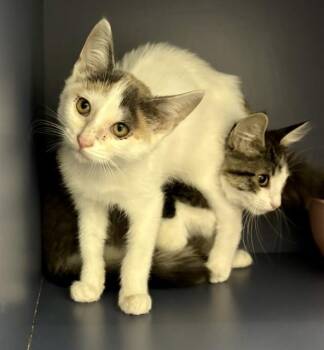 BISCOFF -  Domestic Medium Hair Cat for Adoption in Kalamazoo, Michigan - BISCOFF | PetCurious