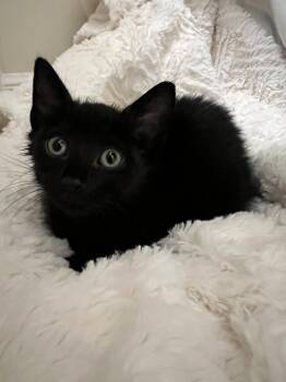 Domestic Short Hair Cats Available for Adoption in The Woodlands, Texas - Kuro | PetCurious