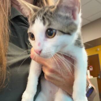 Frankie -  Domestic Short Hair Cat for Adoption in Norman, Oklahoma - Frankie | PetCurious