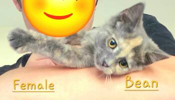 Bean -  Domestic Short Hair and Calico Cat for Adoption in Morehead, Kentucky - Bean | PetCurious
