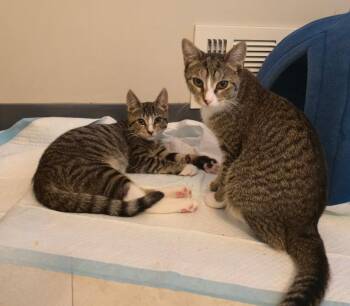 Domestic Short Hair Cats Available for Adoption - 149-Gnocchi Pie Aka Bella/Penny - BONDED WITH BUSTER - In Foster | PetCurious