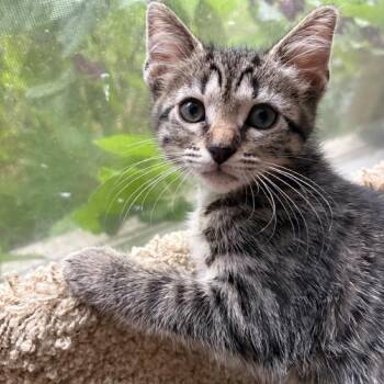 Radicchio -  Domestic Short Hair Cat for Adoption in Sunrise, Florida - Radicchio | PetCurious