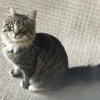 Domestic Long Hair Cats Available for Adoption - Valentino | PetCurious