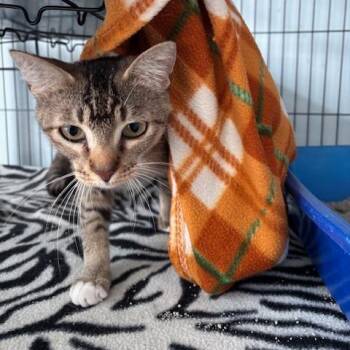 Lily (26-5476) -  Domestic Short Hair Cat for Adoption in Fort Smith, Arkansas - Lily (26-5476) | PetCurious