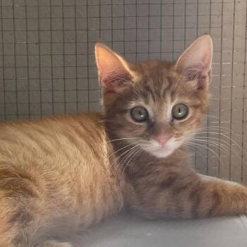 Nola (C000-223) - Costa Mesa Location -  Domestic Medium Hair Cat for Adoption in Chino Hills, California - Nola (C000-223) - Costa Mesa Location | PetCurious