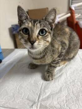 Domestic Short Hair Cats Available for Adoption in San Antonio, Texas - Regina George | PetCurious
