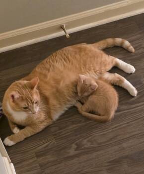 August -  Domestic Short Hair Cat for Adoption in Little Rock, Arkansas - August | PetCurious