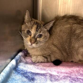 Ravina -  Domestic Short Hair Cat for Adoption in Wickenburg, Arizona - Ravina | PetCurious