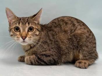 Skittles -  Domestic Short Hair Cat for Adoption in Minneapolis, Minnesota - Skittles | PetCurious