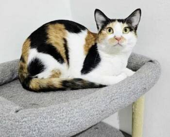 Rescue Calico Cats for Adoption in Madison, Wisconsin - JELLYROLL | PetCurious