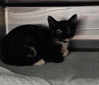 MAYA -  Domestic Short Hair Cat for Adoption - MAYA | PetCurious