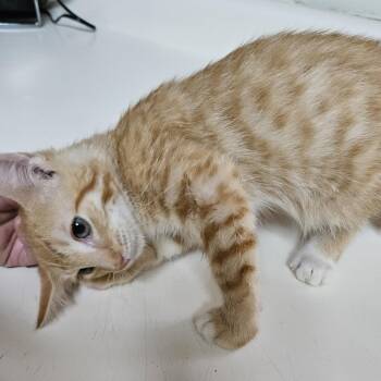 Bullet -  Domestic Short Hair Cat for Adoption in Dyersburg, Tennessee - Bullet | PetCurious