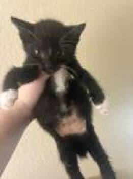 Boots -  Domestic Short Hair Cat for Adoption in Chico, California - Boots | PetCurious