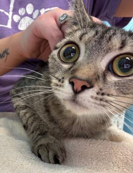 Lilly -  Domestic Short Hair Cat for Adoption in Frankfort, Kentucky - Lilly | PetCurious