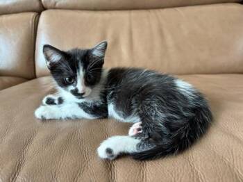 Domestic Short Hair Cats Available for Adoption in Pleasanton, California - Alfalfa | PetCurious