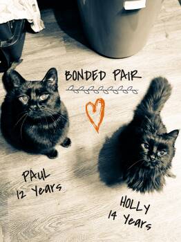 Paul Varjak -  Domestic Short Hair Cat for Adoption in Sartell, Minnesota - Paul Varjak | PetCurious