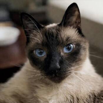 Peanut -  Siamese Cat for Adoption in Austin, Texas - Peanut | PetCurious