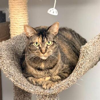 Chewy-louise -  Domestic Short Hair Cat for Adoption in Momence, Illinois - Chewy-louise | PetCurious