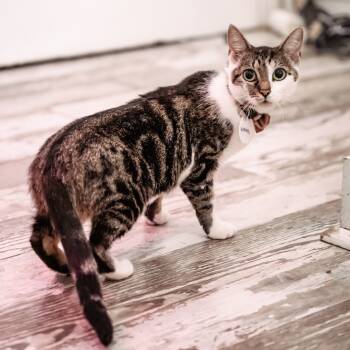 Rescue Domestic Short Hair Cats for Adoption in Fairfax Station, Virginia - Winnie | PetCurious